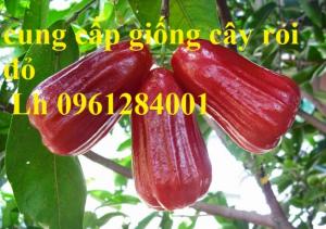 Cây giống roi thái đỏ, giống cây roi thái đỏ, roi thái cây giống, số lượng lớn.