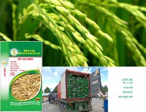 Bao bì lúa giống 40kg cấp xác nhận 1