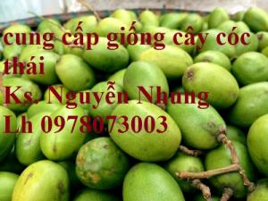 Quả cóc Thái có hình trứng hay hình bầu dục, da ngoài màu xanh lục, dày nhưng mềm; thịt màu vàng-xanh nhạt, giòn, vị chua và có mùi dầu thông. Quả mọc thành chùm từ 2-12 quả, rũ xuống. Khi quả cóc Thái còn non, ăn rất giòn, nhưng khi quả già và chín thì thịt quả mềm, có vị chua ngọt . Đặc biệt, quả cóc Thái có hạt lép hoặc không hạt nên càng được ưa chuộn