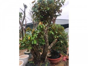 vú sữa bonsai