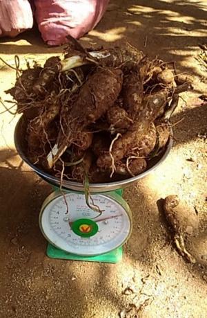 Cung cấp giống khoai môn sáp ruột vàng