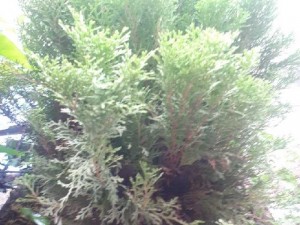 Bán cây trắc bách diệp