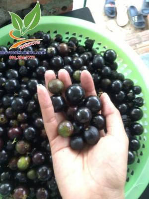 Hạt giống nho thân gỗ