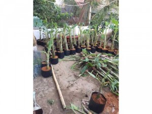 cây giống chuối sáp