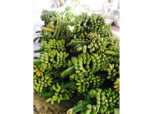 cây giống chuối sáp