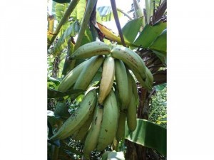 giống chuối tá quạ