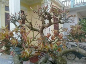 Cây sộp bốn mùa