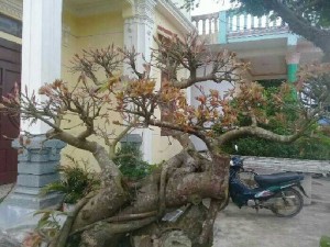 Cây sộp bốn mùa