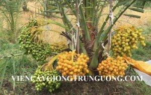 Cung cấp giống cây chà là Thái Lan
