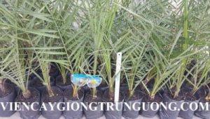 Cung cấp giống cây chà là Thái Lan