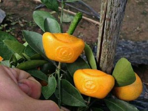 Khuôn thỏi vàng cho quất chanh cảnh