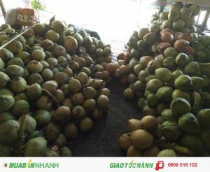 Chuyên cung Dừa khu vực Bình Dương