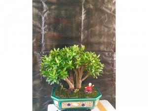 bonsai trang đỏ
