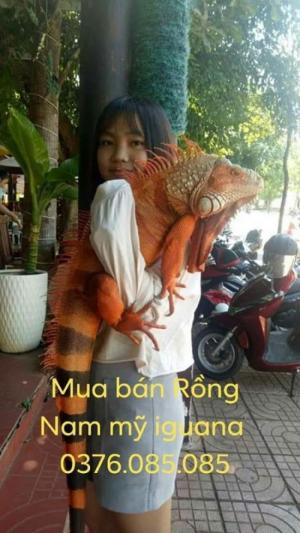 red iguana size lớn