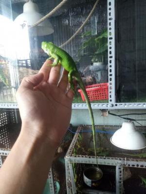green iguana baby