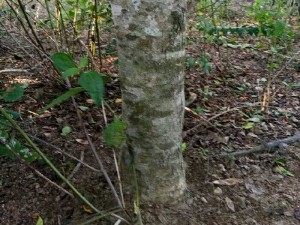 cần bán hơn 8ha ta đất canh tác.