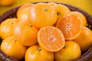 Cung cấp giống cây quýt đường Thái