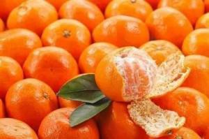 Cung cấp giống cây quýt đường Thái