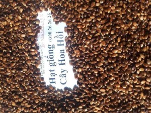 Hạt giống cây hồi