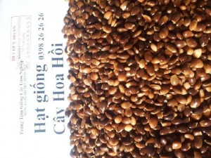 Hạt giống cây hồi
