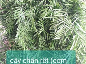 Cây cơm lênh ( chân rết)