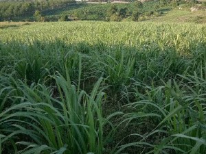 cần bán gấp hơn 8ha trồng gỗ Xưa và Mía.