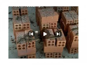 Rắn mối đặc sản