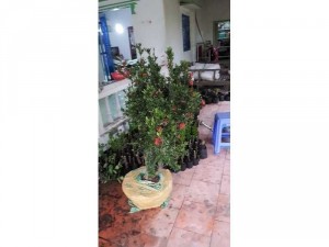 Cây bong trang do vip 1 cot