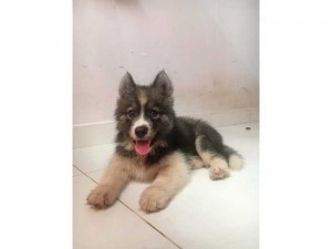 chó wolly 2th tuổi