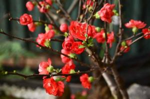 Cung cấp mai đỏ cho tết 2020, mai đỏ nhật, mai đỏ bonsai