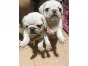 bán chó pug trắng thuần chủng