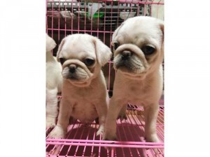 bán chó pug trắng thuần chủng