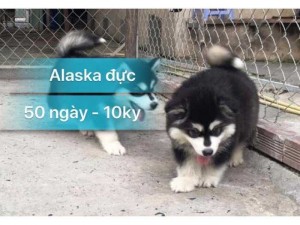 alaska siêu to tại tp HCM