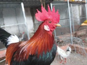 Gà điều xanh siêu mỹ 1kg3