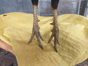 Gà điều xanh siêu mỹ 1kg3
