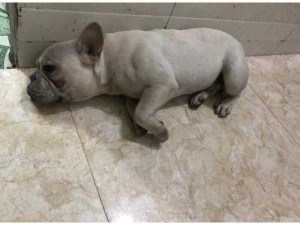 Bull Pháp Đực 4 tháng tuổi