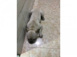 Bull Pháp Đực 4 tháng tuổi