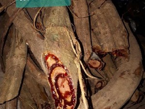 Thuốc nam tăng cân. Suy nhược kém ăn