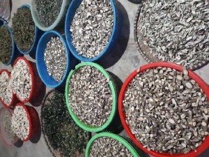 Thuốc nam tăng cân. Suy nhược kém ăn
