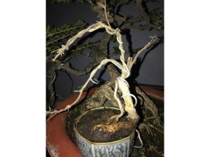 Hồng ngọc mai rễ quai đang bông