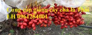 Cung cấp giống cây chà là, chà là thái lan, cây chà là ăn trái - viencaygiongtrunguong