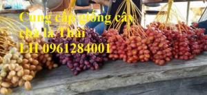 Cung cấp giống cây chà là, chà là thái lan, cây chà là ăn trái - viencaygiongtrunguong
