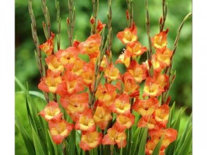 GIỐNG HOA LAY ƠN ĐÀ LẠT