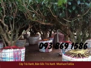 Bán cây trà xanh cây trà xanh, cây trà x