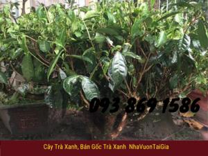 Bán cây trà xanh cây trà xanh, cây trà x