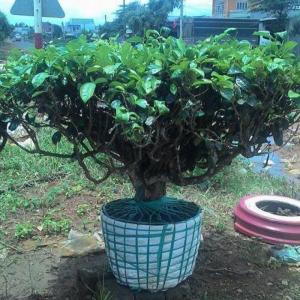 Địa chỉ bán cây trà xanh TPHCM, mua cây chè xanh tại TPHCM