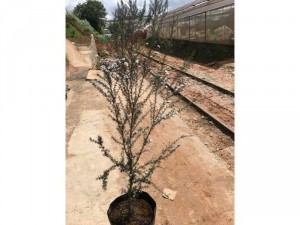 Manuka - tuyết mai trắng
