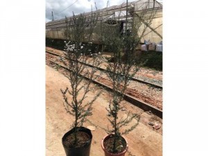 Manuka - tuyết mai trắng