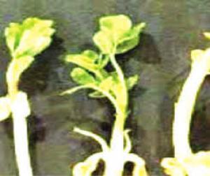 may-tria-dau-phong