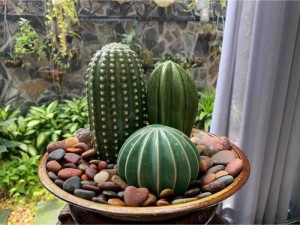 combo cây xương rồng bằng gốm đất nung